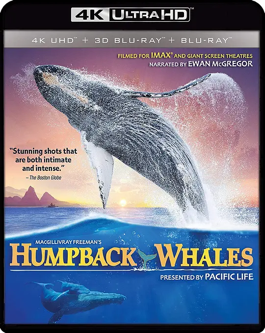 座头鲸/Humpback Whales 2015美国纪录片片[8.3分] - 4K电影下载