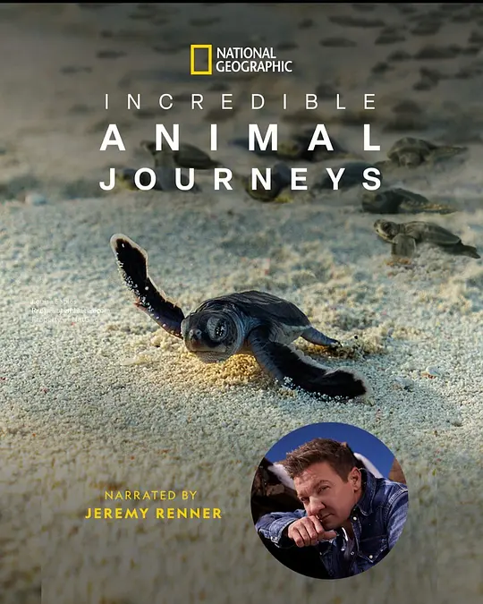 生灵奇旅/Incredible Animal Journeys 2023美国纪录片片[9.4分] - 4K电影下载